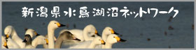 新潟県水鳥湖沼ネットワーク