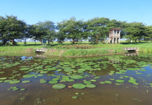 オニバス池のオニバス情報（８月９日現在）