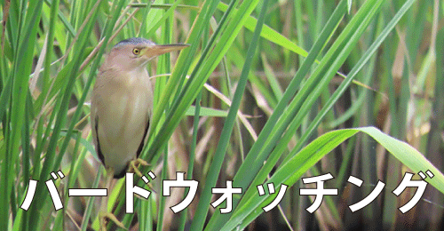 バードウォッチング【夏)ヨシゴイ