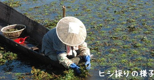 ヒシ採りの様子　潟料理