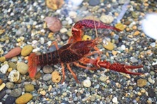 潟料理　アメリカザリガニ