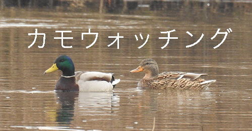 カモウォッチング