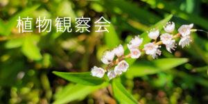 植物観察会