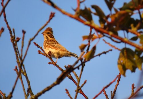 251107カシラダカ