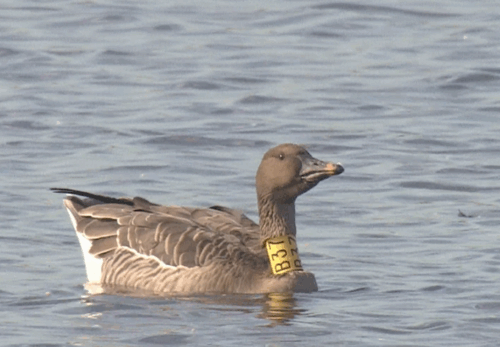 251128オオヒシクイ標識鳥（11/23）黄色B37