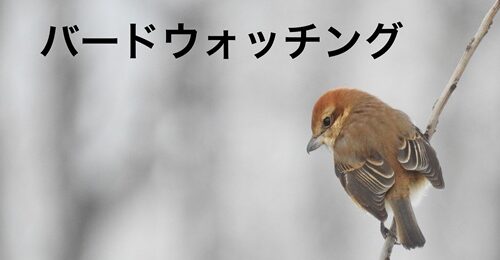 バードウォッチング冬