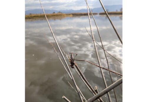 251205モズのはやにえ