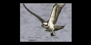 第32回福島潟フォトコンテスト入賞作品展_福島潟大賞「獲物獲得」上杉正春