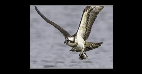 第32回福島潟フォトコンテスト入賞作品展_福島潟大賞「獲物獲得」上杉正春