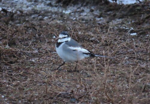 260116ハクセキレイ