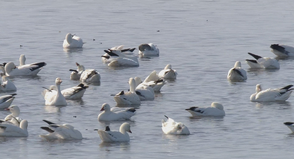 260214ハクガン（2/10）