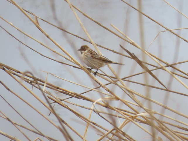 260313オオジュリン
