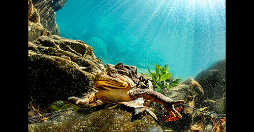 第42回日本の自然写真展