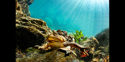 第42回日本の自然写真展