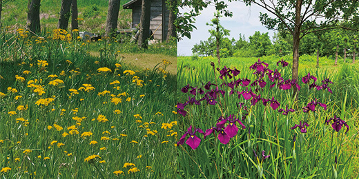 ねっとわーく福島潟