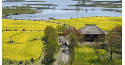 菜の花まつり【2026】出店者募集のおしらせ
