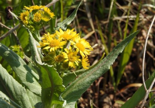 260403サワオグルマ