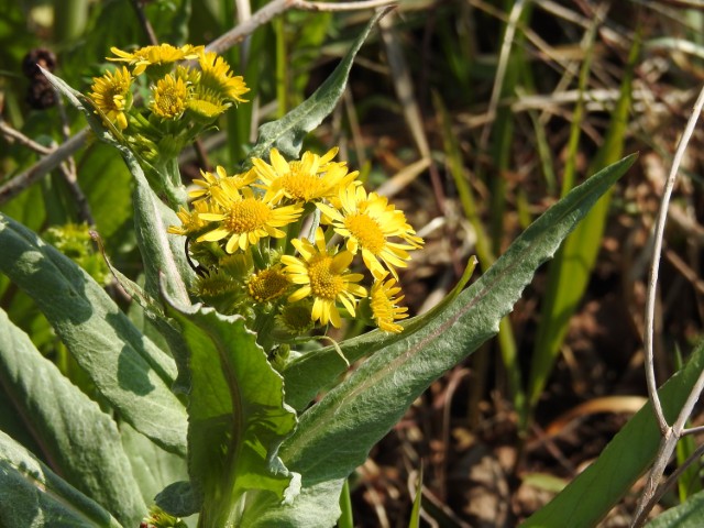 260403サワオグルマ