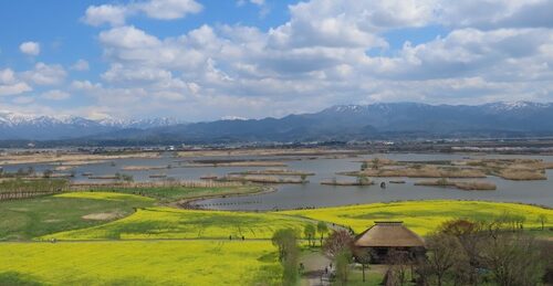【菜の花かおる福島潟】交通規制とお得なキャンペーン