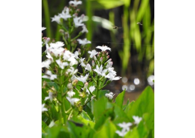 260417ミツガシワ補