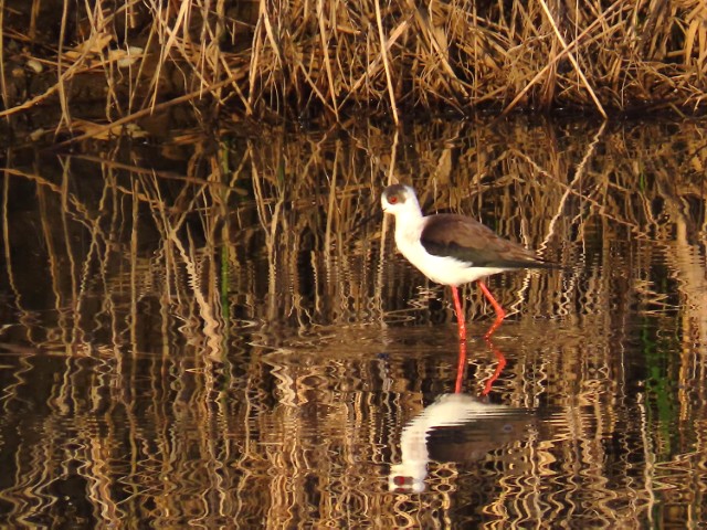 260424セイタカシギ