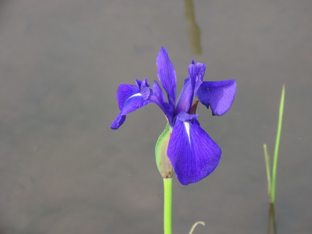 260508カキツバタ