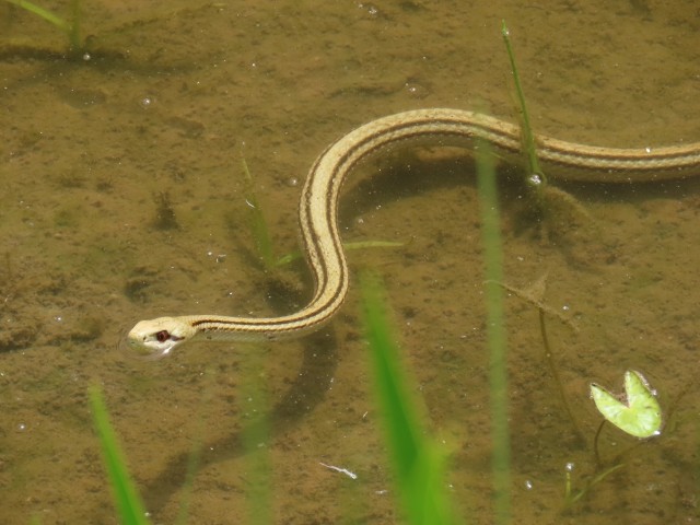 260529シマヘビ