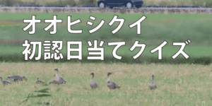 オオヒシクイ初認日当てクイズ（2026）