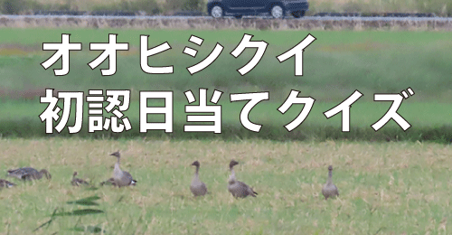 オオヒシクイ初認日当てクイズ(2026)