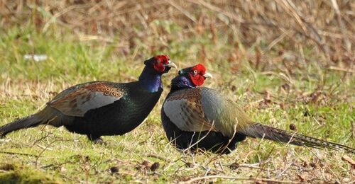 【バードウォッチングツアー】野鳥の楽園・新潟を巡る バードウォッチングと美食・文化体験