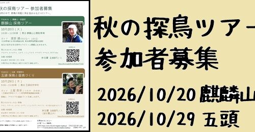 秋の探鳥ツアー2026