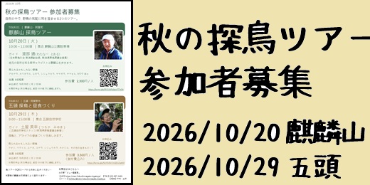 秋の探鳥ツアー2026